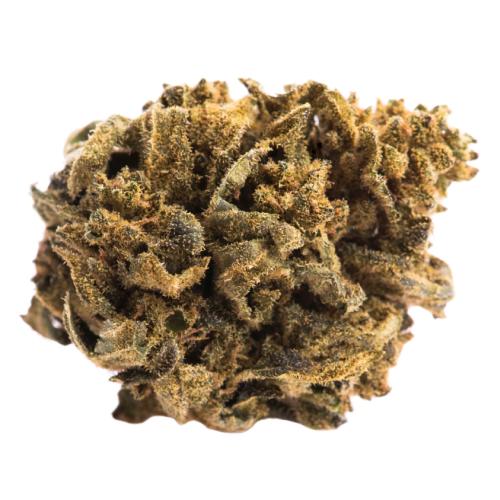 indica_1551417701.webp